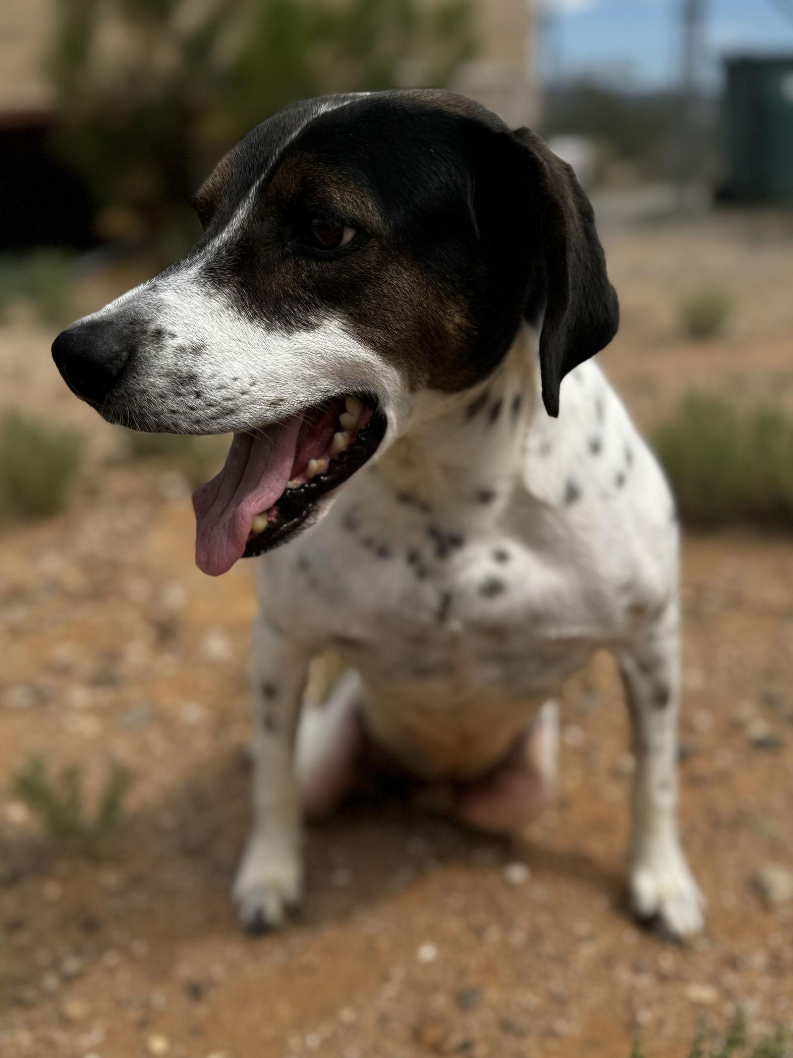 Enlarge Dale, a Adoptable English Pointer in Queen Creek, AZ image 2/4