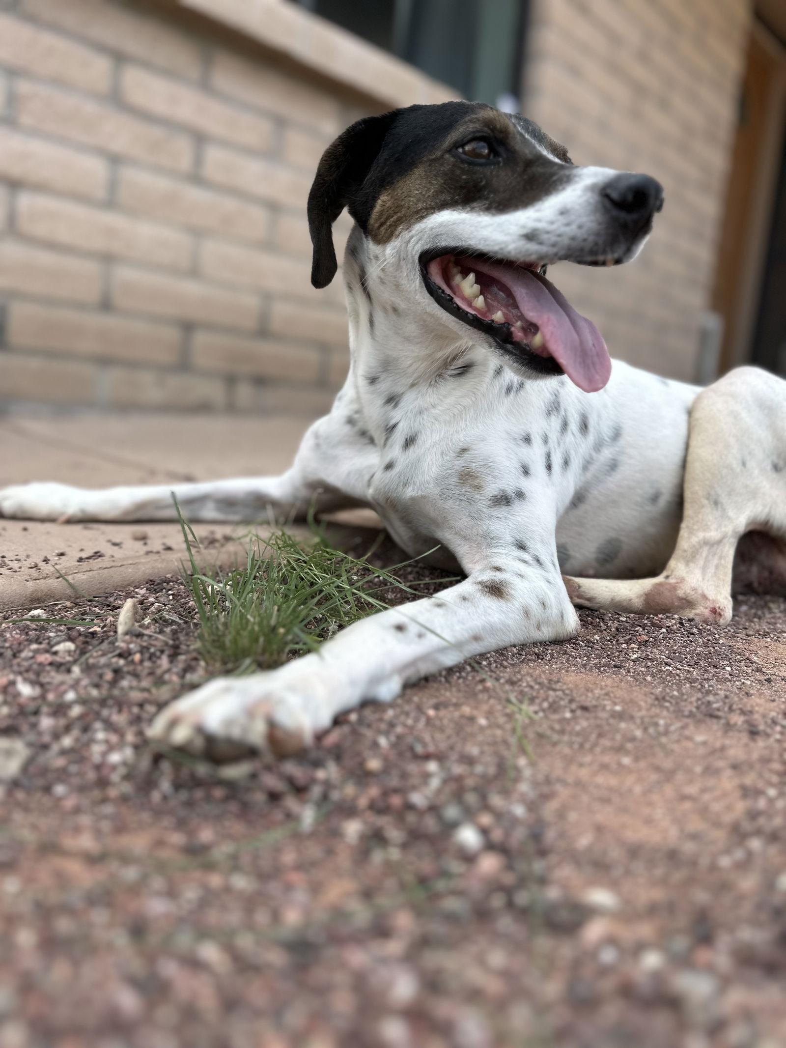 Enlarge Dale, a Adoptable English Pointer in Queen Creek, AZ image 3/4