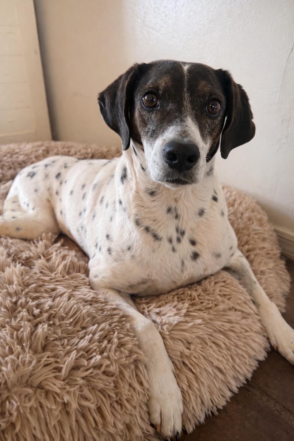 Dale, Adoptable, Adult Male English Pointer.