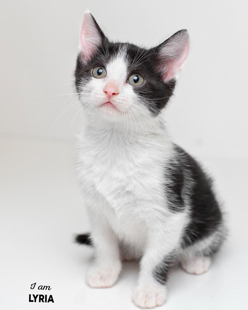 Lyria, Adopted, Kitten Female Domestic Short Hair.