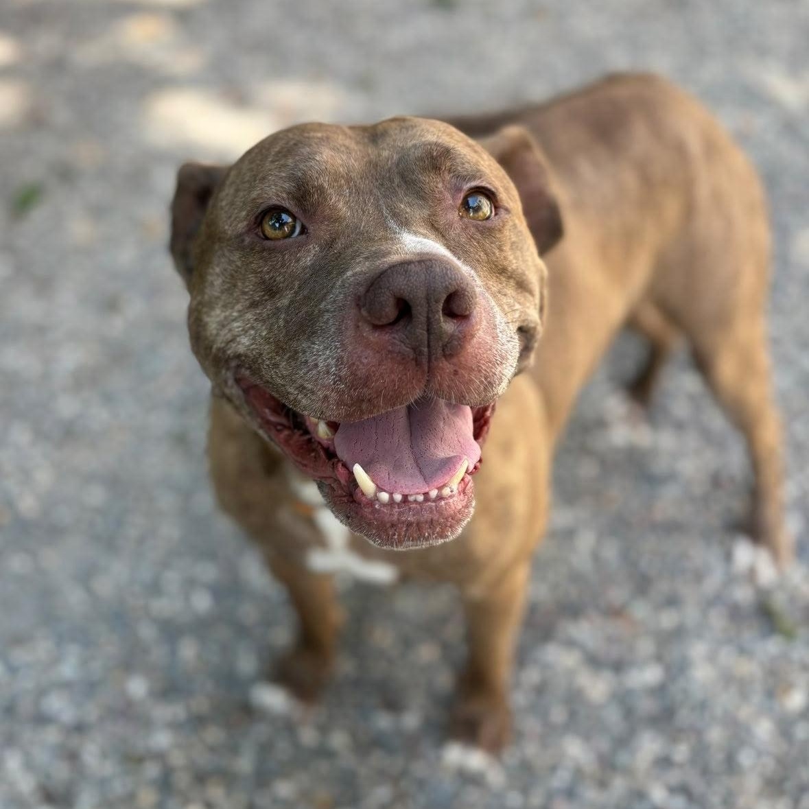 Enlarge Titan, a Adoptable mixed breed in Rochester, NY image 3/3