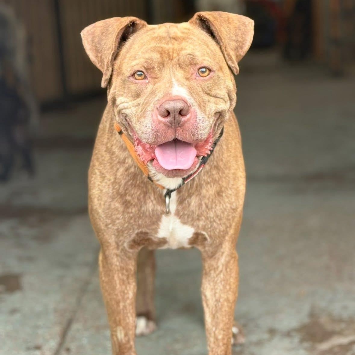 Enlarge Titan, a Adoptable mixed breed in Rochester, NY image 1/3