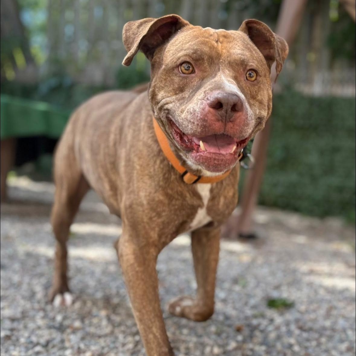 Enlarge Titan, a Adoptable mixed breed in Rochester, NY image 2/3