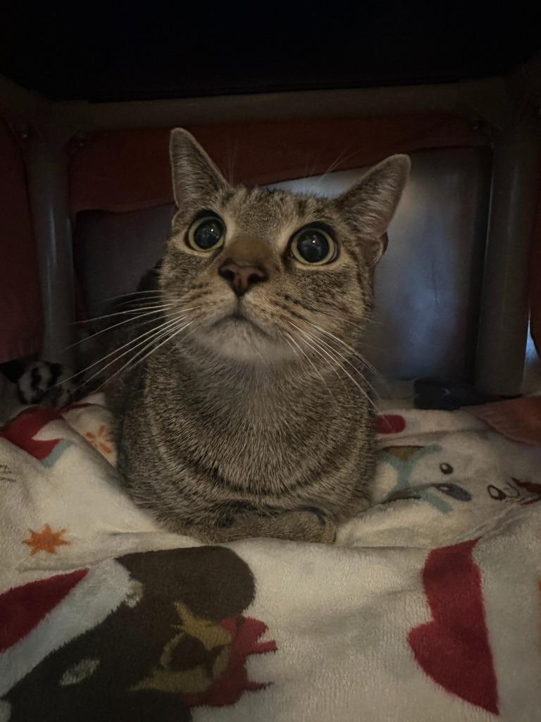 Fawn, Adoptable, Young Female Domestic Short Hair.