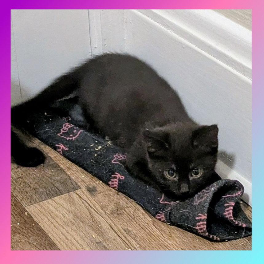 Ludahiss, Adoptable, Kitten Female Domestic Short Hair.