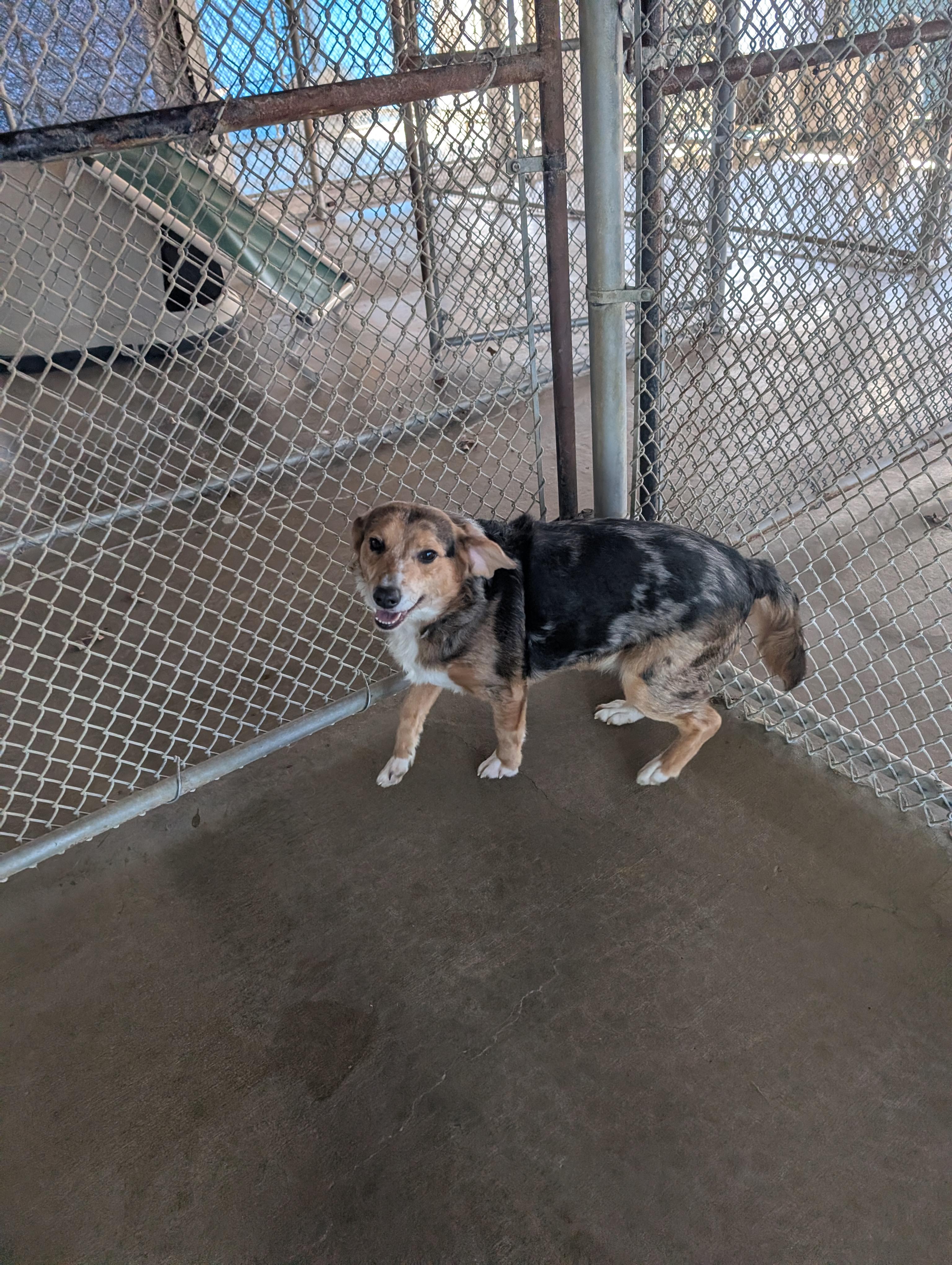 Molly, adopted, Young Female Beagle.