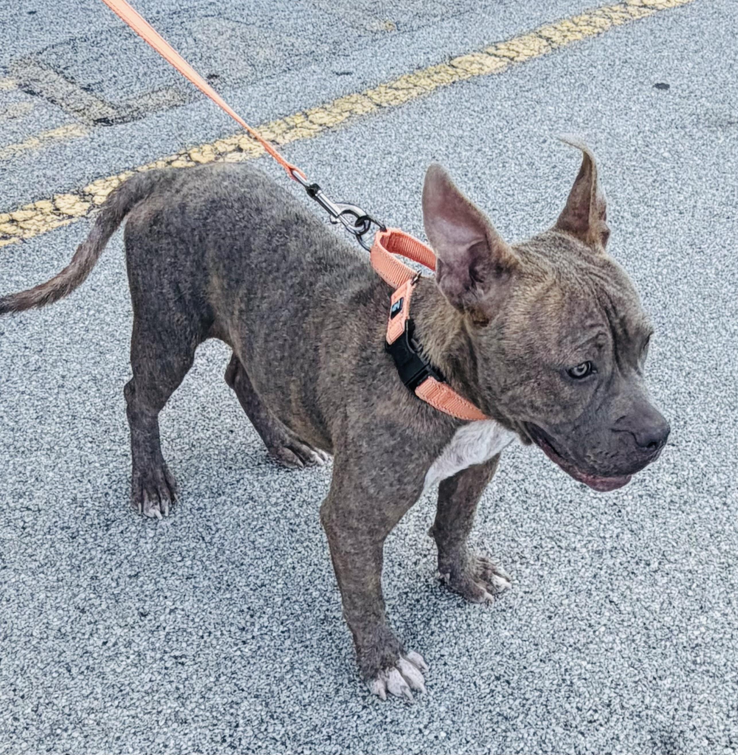 Enlarge Kanga, a ADOPTABLE mixed breed in Knoxville, TN image 2/6