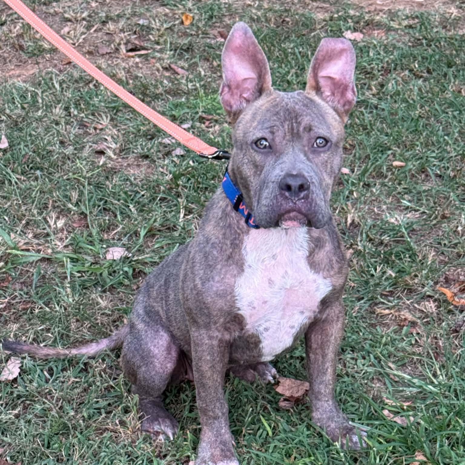 Kanga, ADOPTABLE, Young Female American Staffordshire Terrier.
