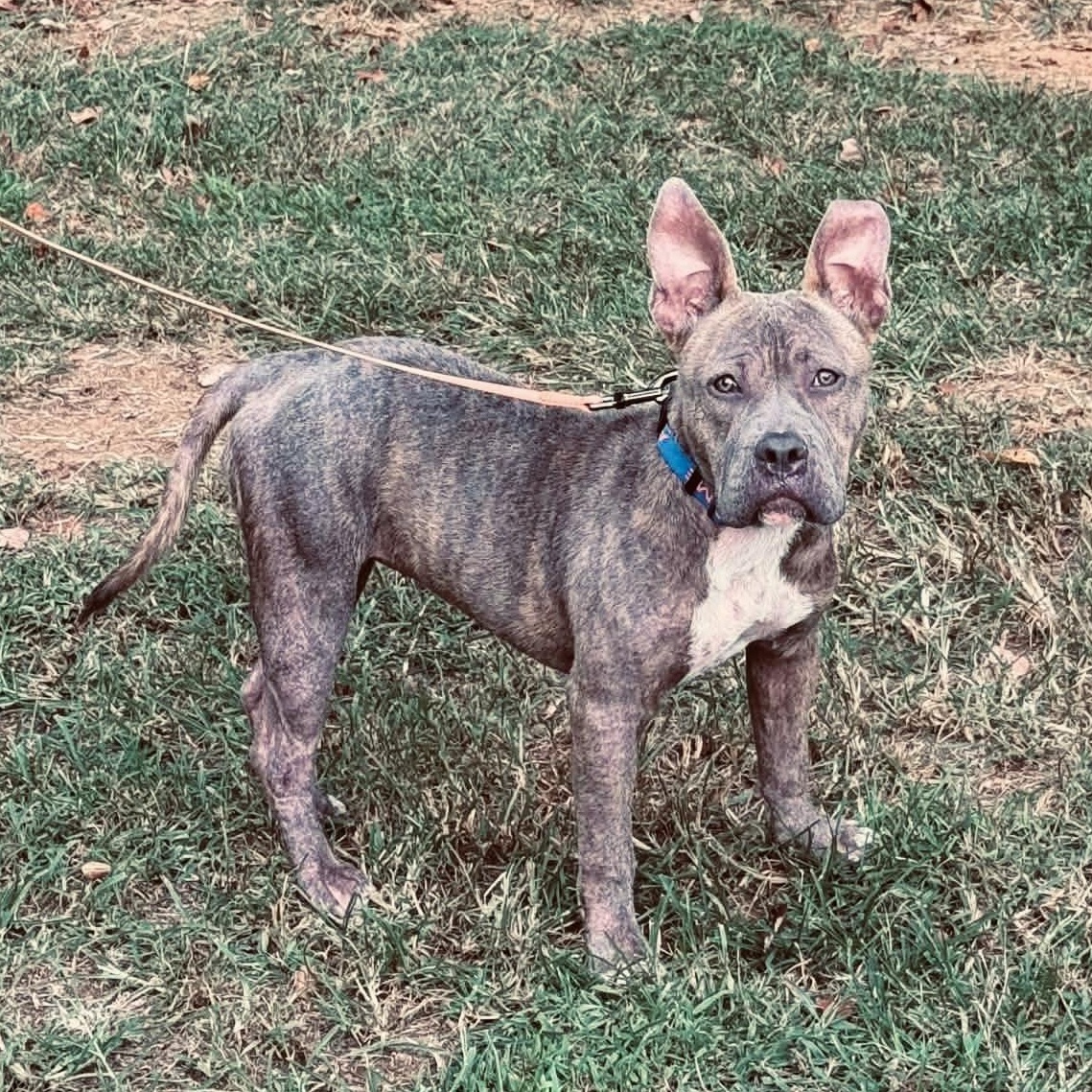 Enlarge Kanga, a ADOPTABLE mixed breed in Knoxville, TN image 3/6