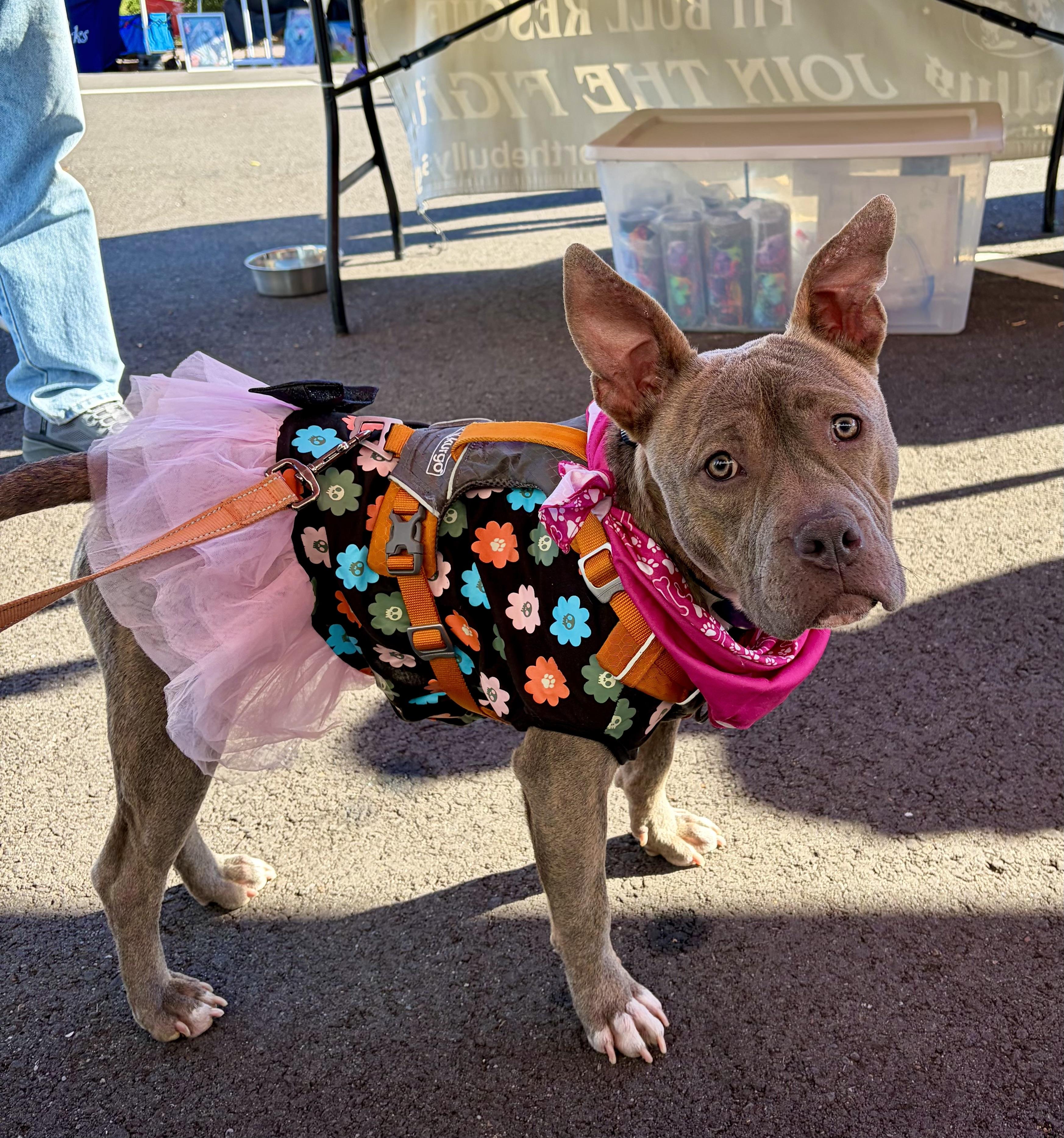 Enlarge Kanga, a Adoptable mixed breed in Knoxville, TN image 1/6