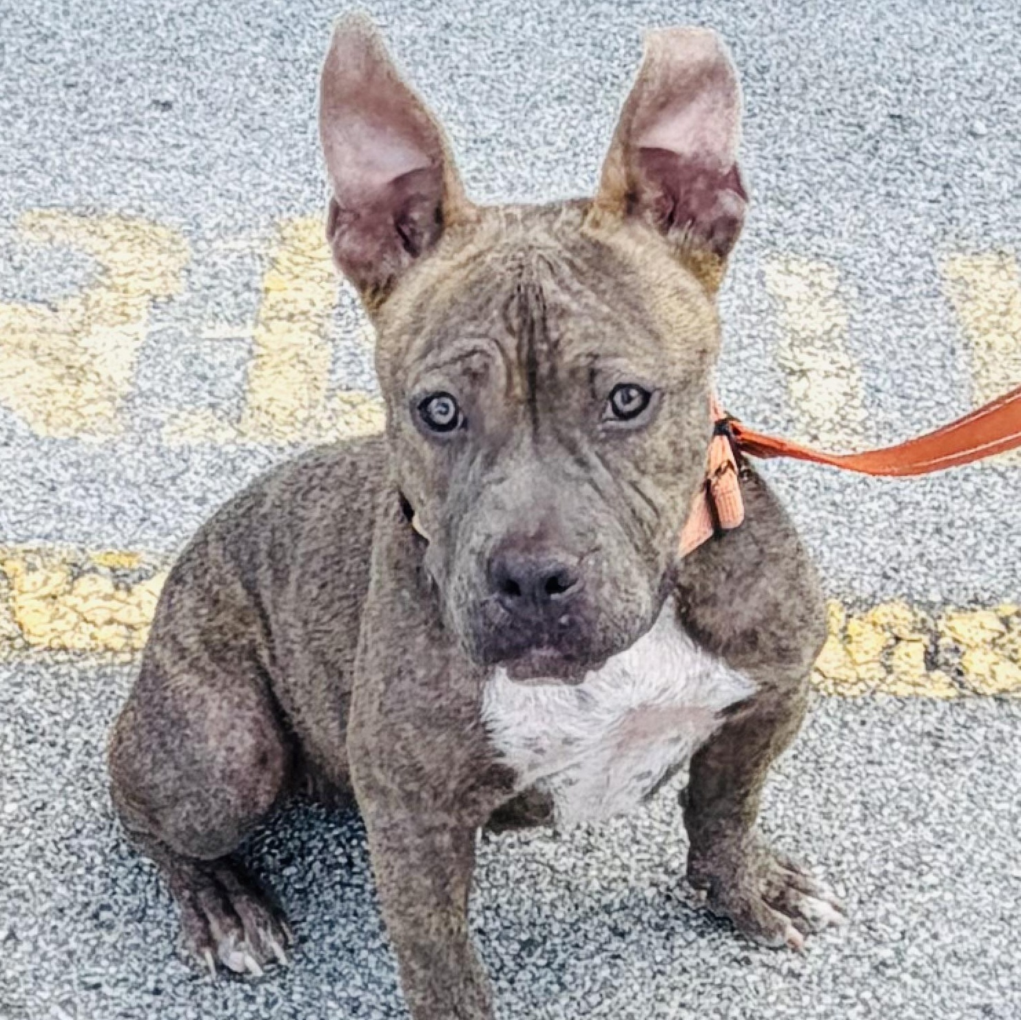 Enlarge Kanga, a ADOPTABLE mixed breed in Knoxville, TN image 4/6
