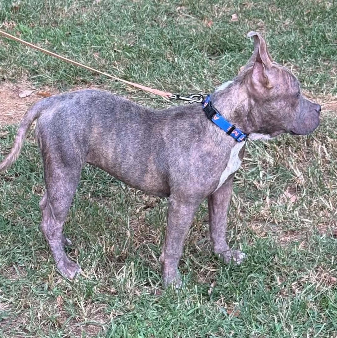 Enlarge Kanga, a ADOPTABLE mixed breed in Knoxville, TN image 6/6