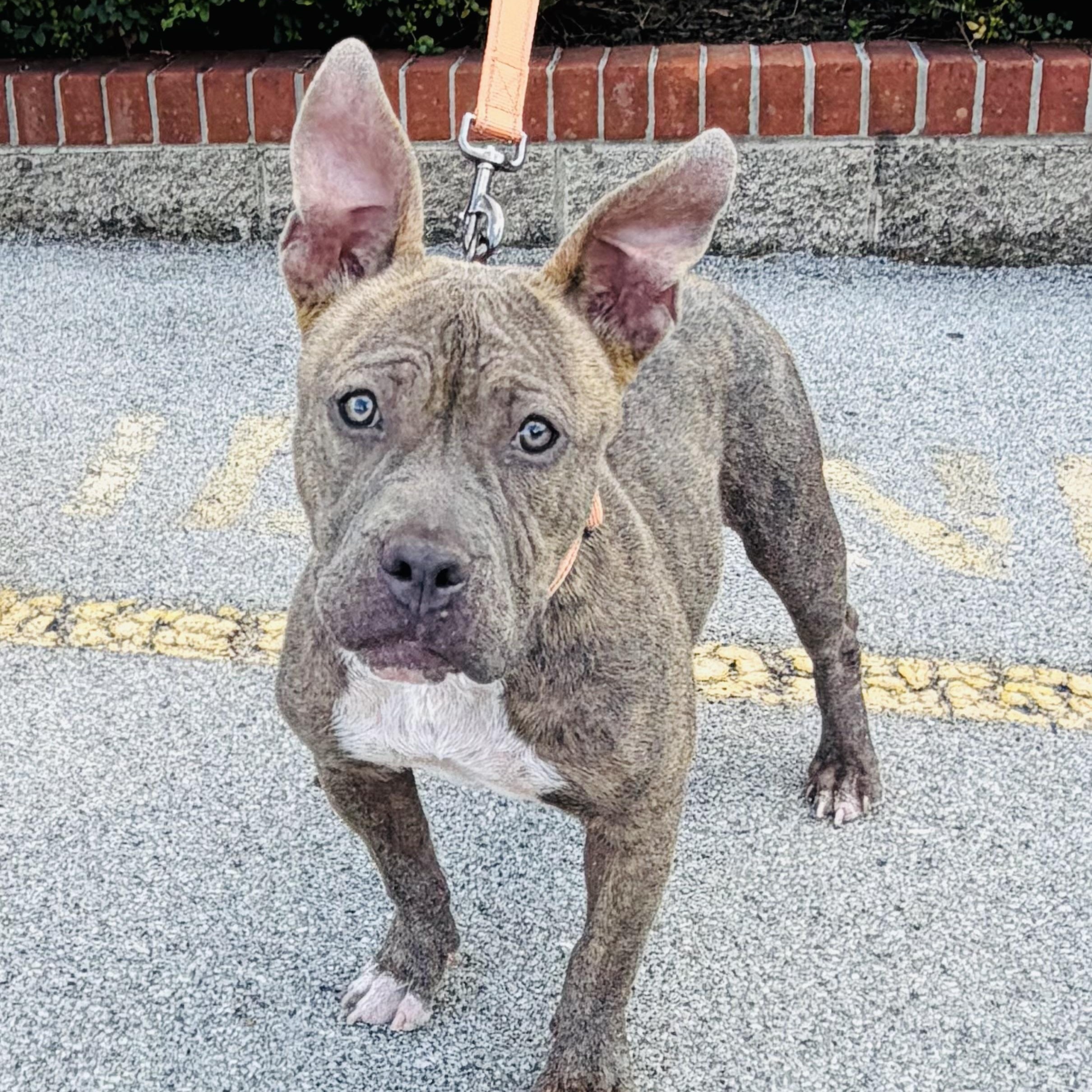 Enlarge Kanga, a ADOPTABLE mixed breed in Knoxville, TN image 5/6