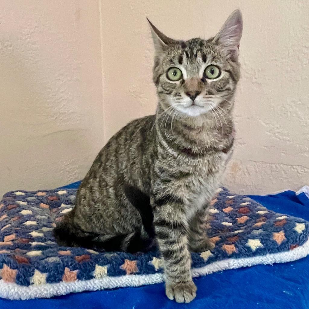 Enlarge Flint, a Adopted mixed breed in Cambria, CA image 1/6