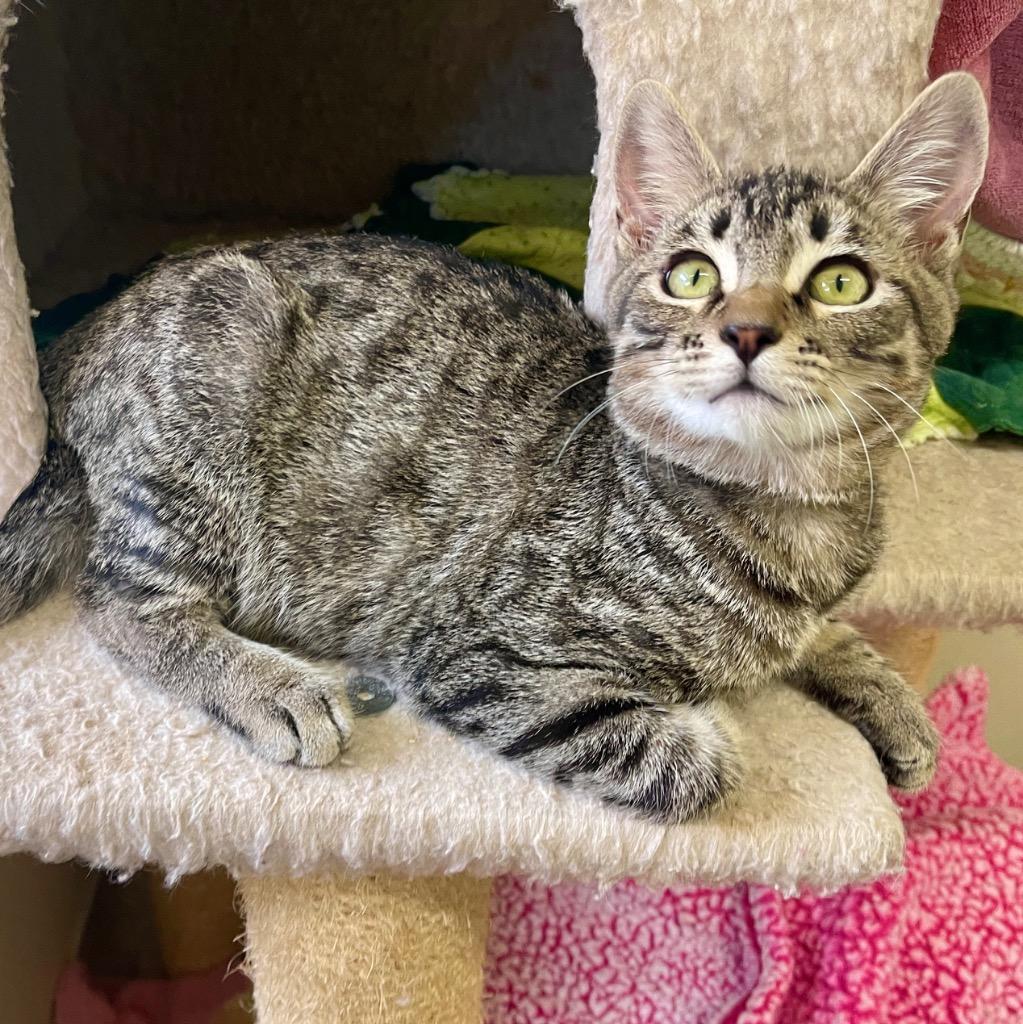 Enlarge Flint, a Adoptable mixed breed in Cambria, CA image 1/6