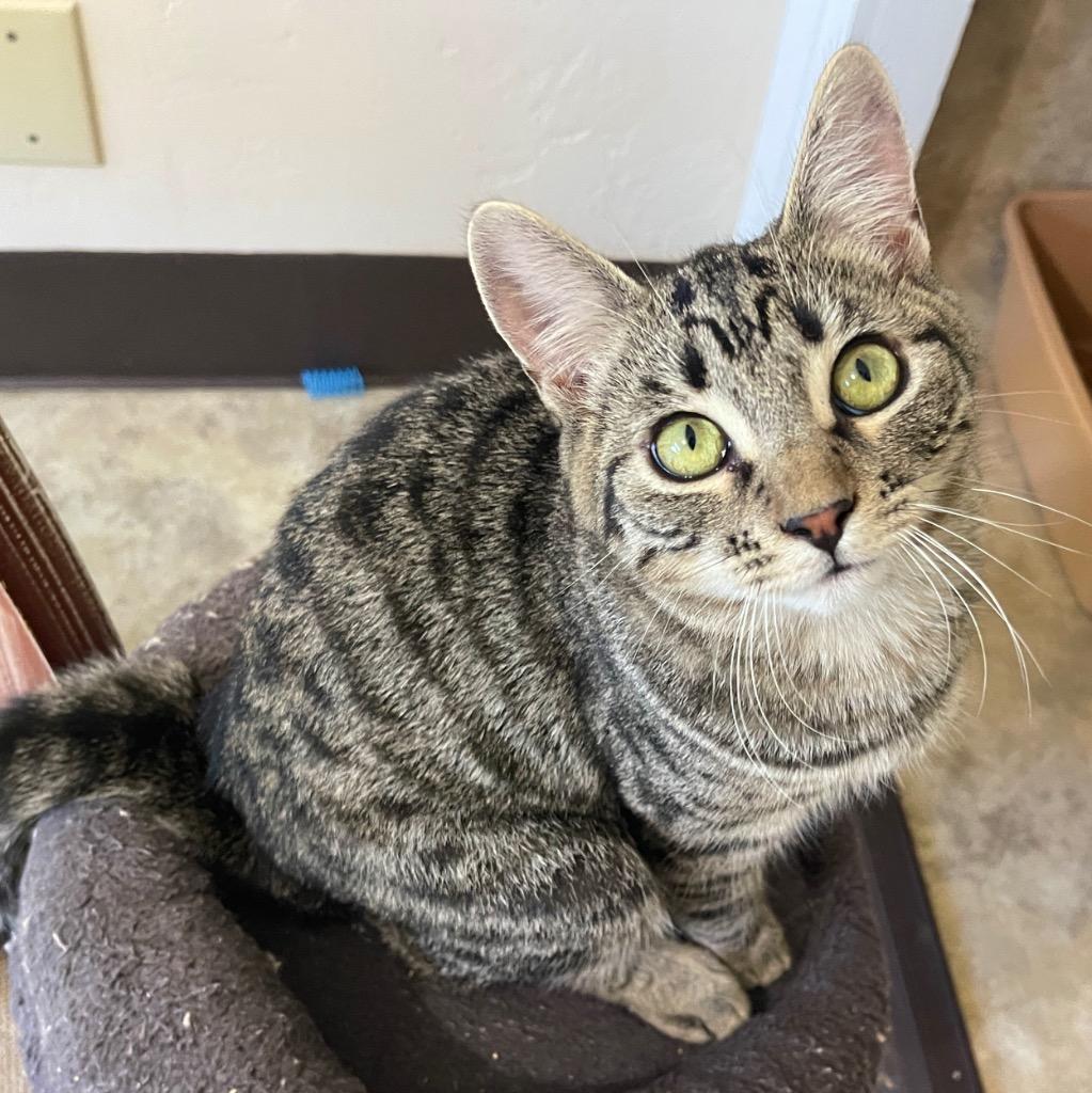 Enlarge Flint, a Adopted mixed breed in Cambria, CA image 2/6