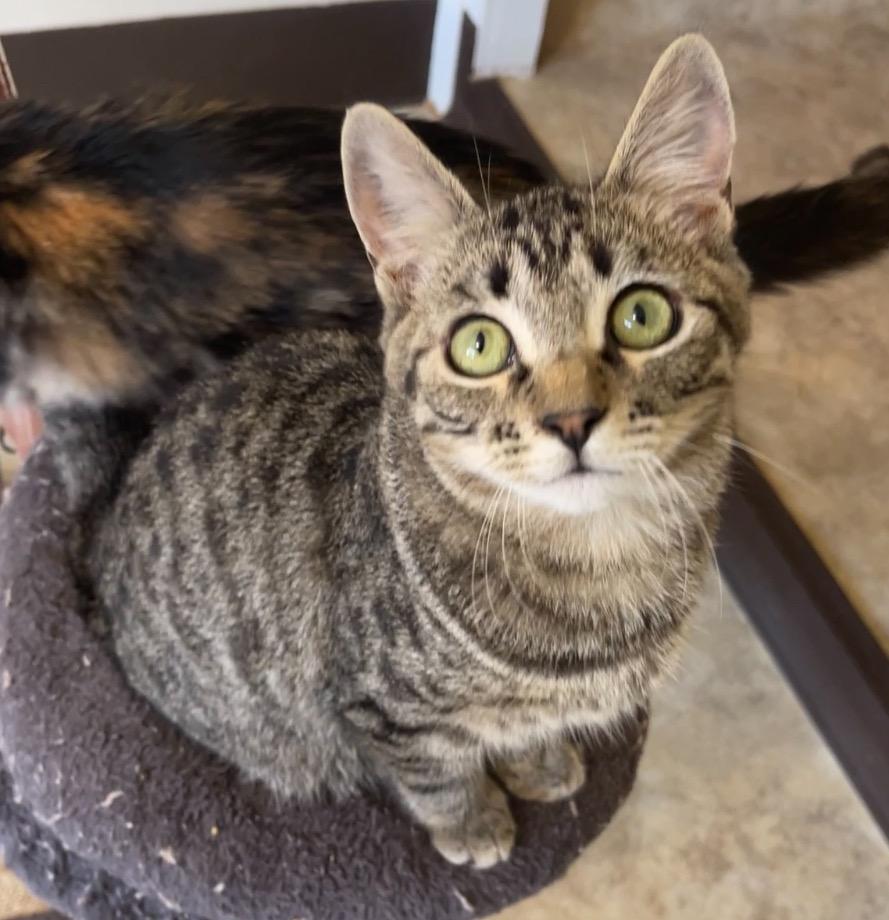 Enlarge Flint, a Adoptable mixed breed in Cambria, CA image 3/6