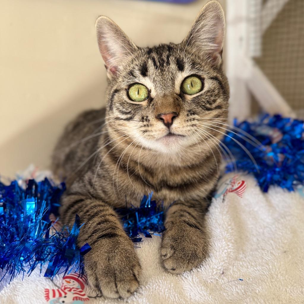 Enlarge Flint, a Adoptable mixed breed in Cambria, CA image 4/6