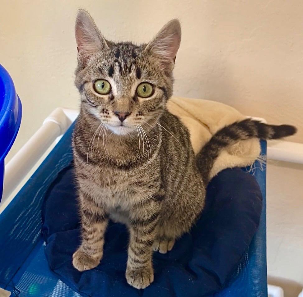 Enlarge Flint, a Adoptable mixed breed in Cambria, CA image 5/6