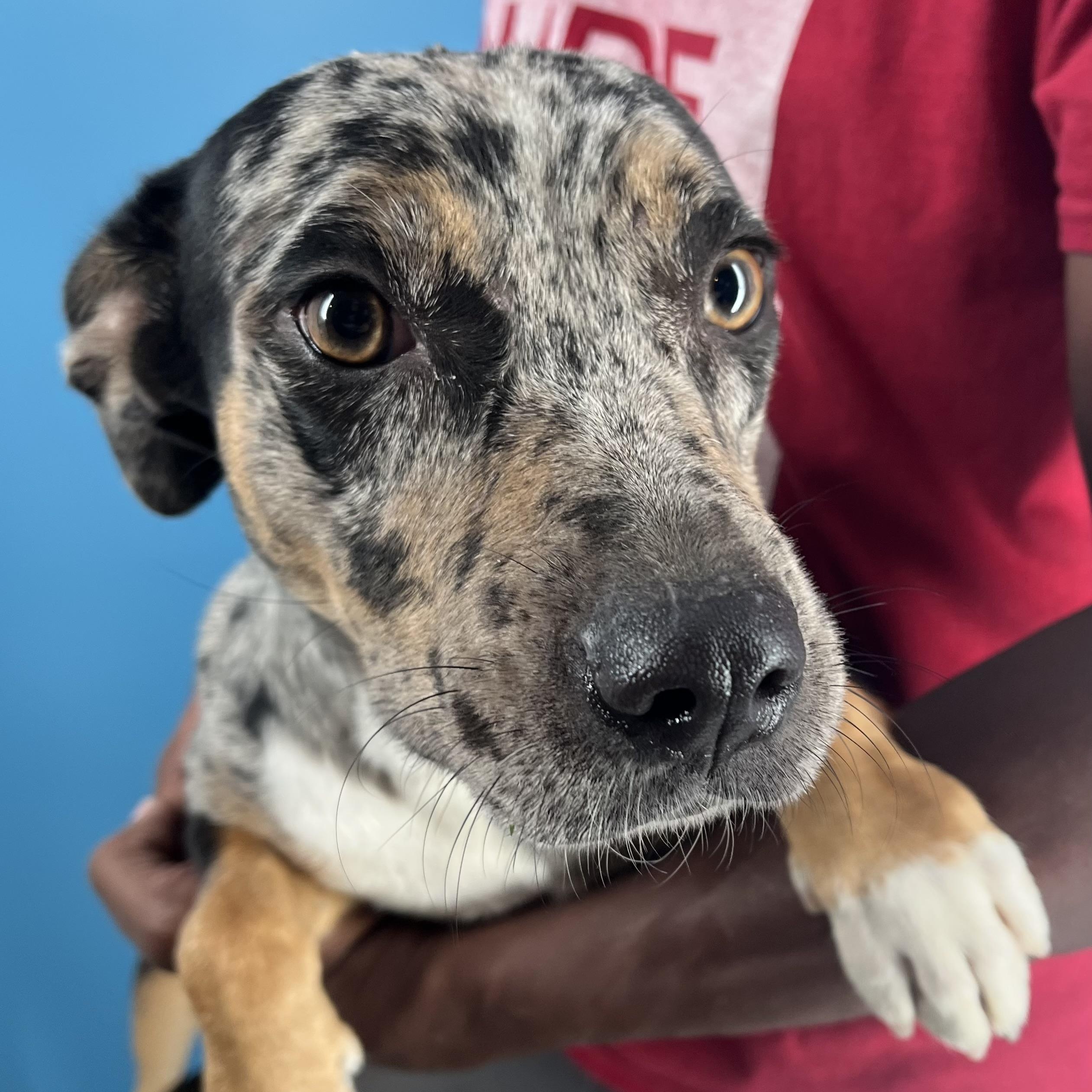 Hiccup - Local Sept 26-28