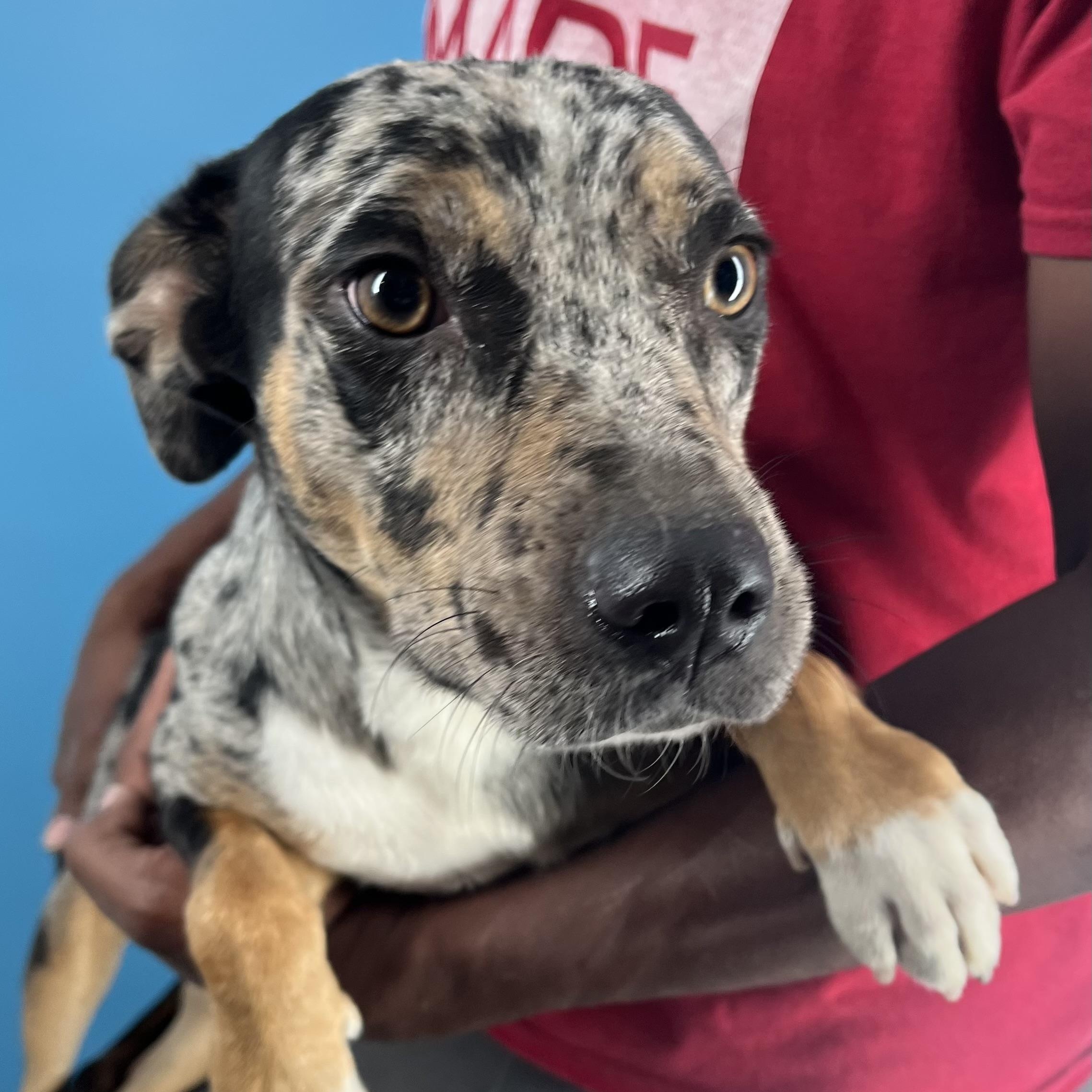 Hiccup - Local Sept 26-28