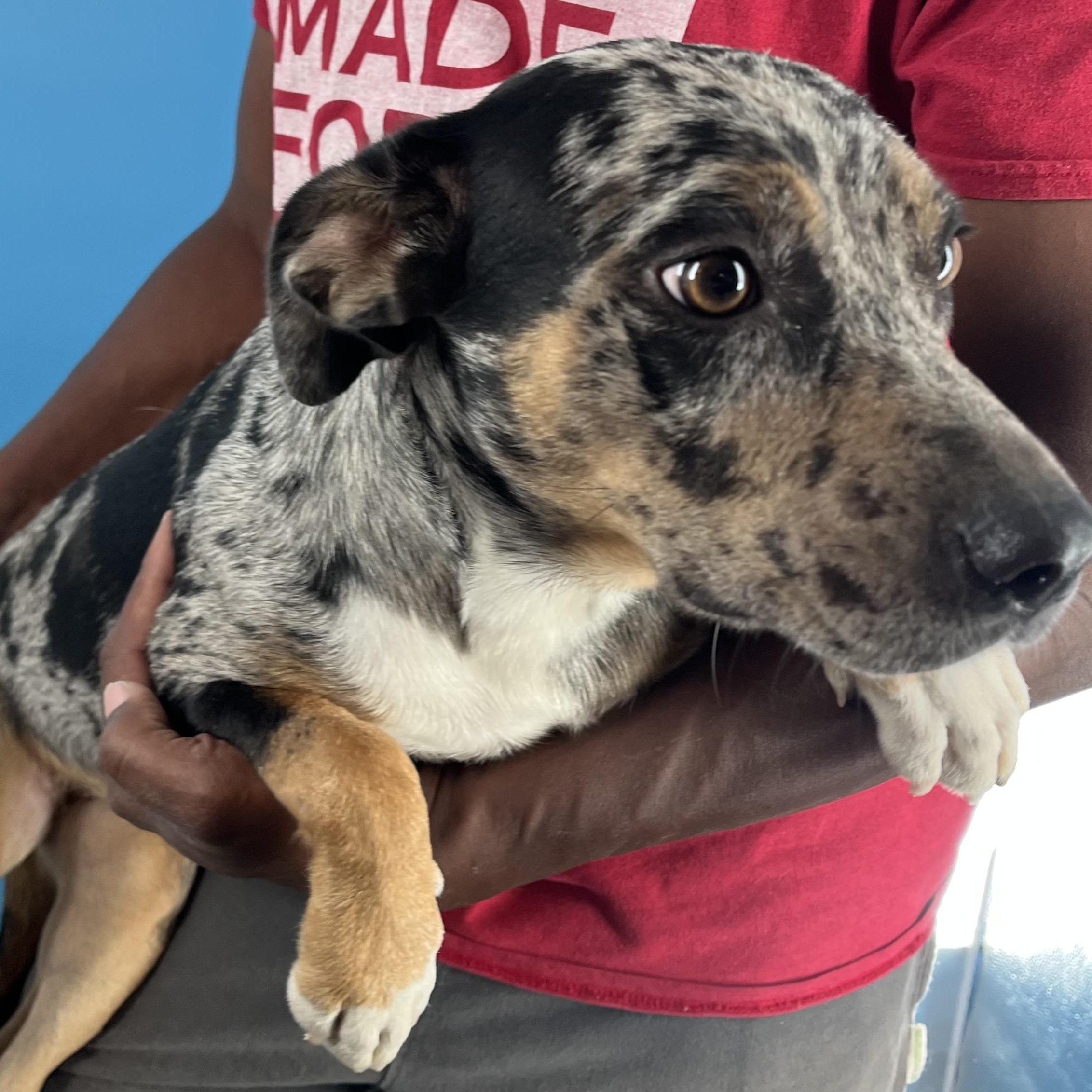 Hiccup - Local Sept 26-28