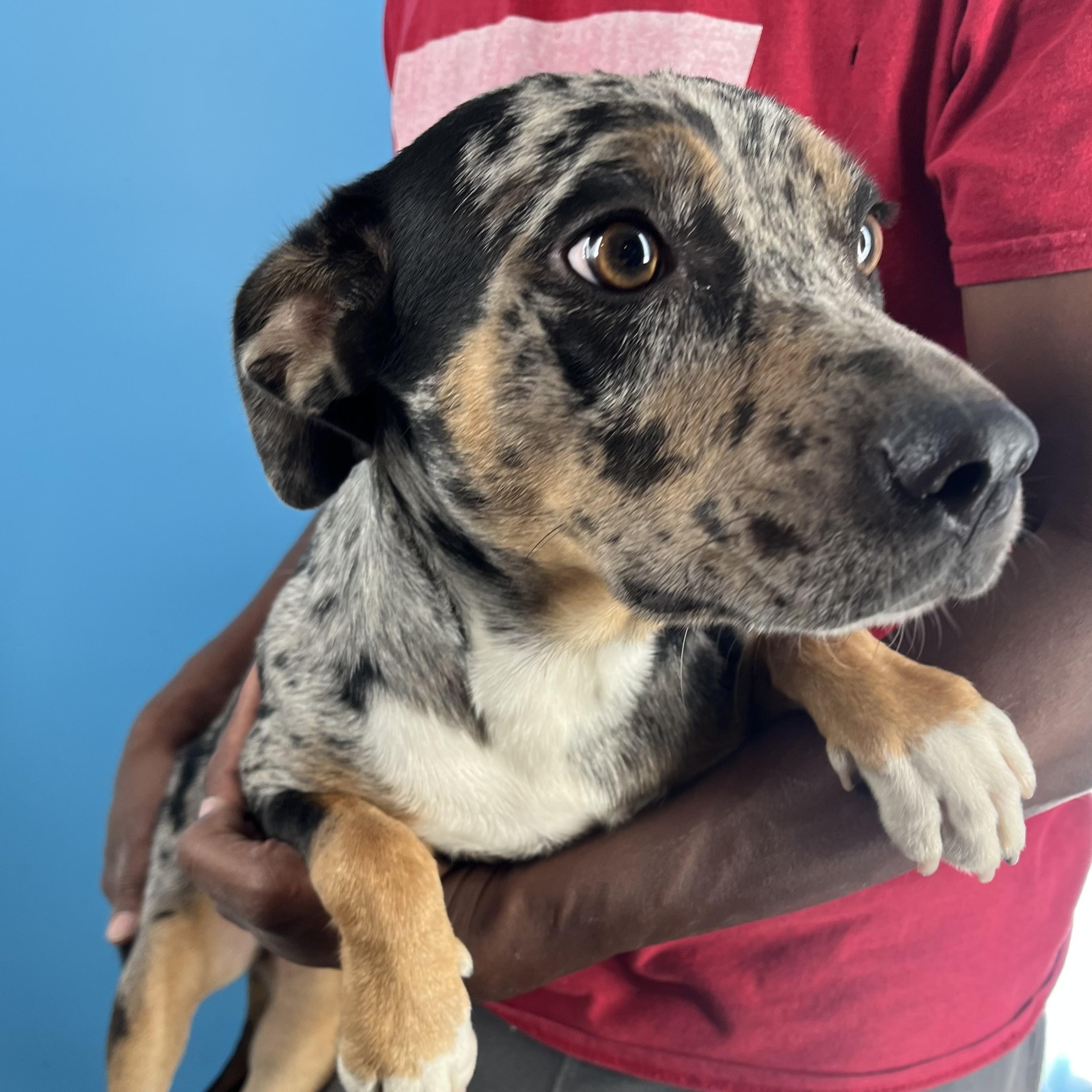 Hiccup - Local Sept 26-28