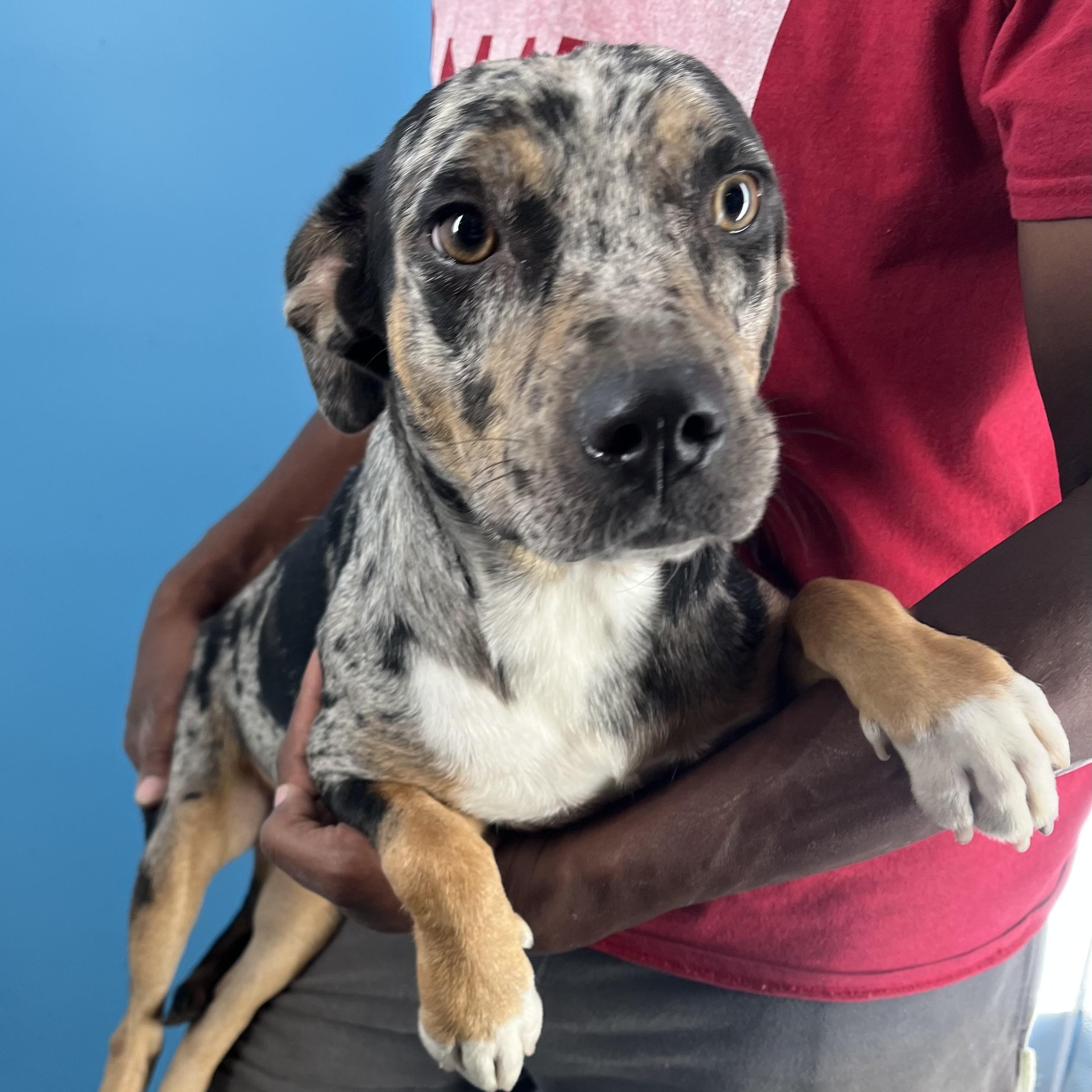 Hiccup - Local Sept 26-28