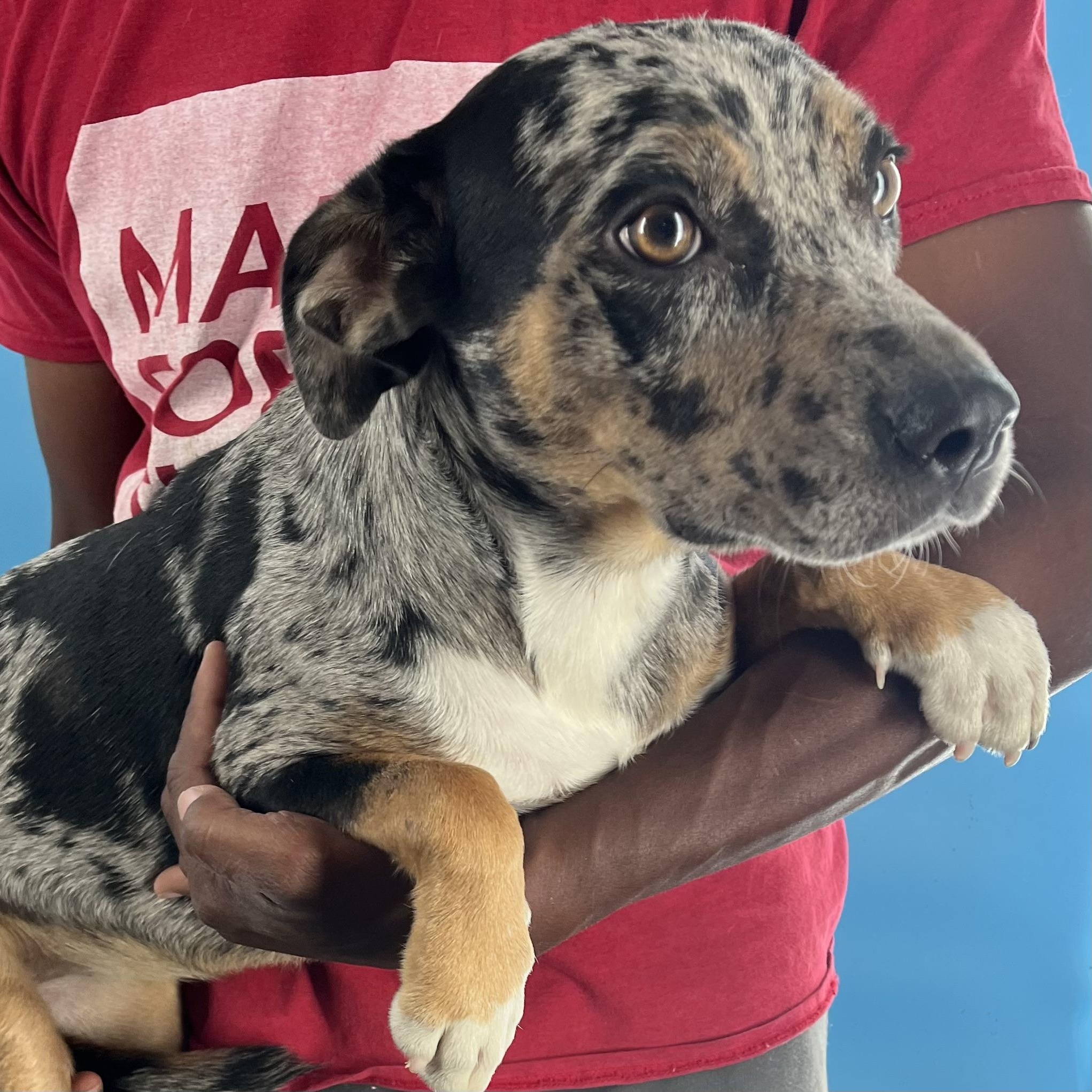 Hiccup - Local Sept 26-28