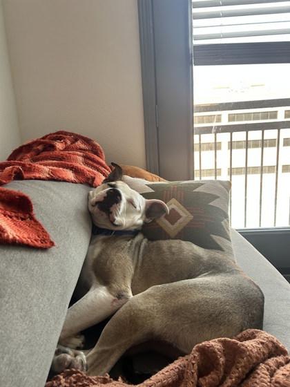 Buddy**, Adoptable, Adult Male American Bulldog & Mixed Breed.