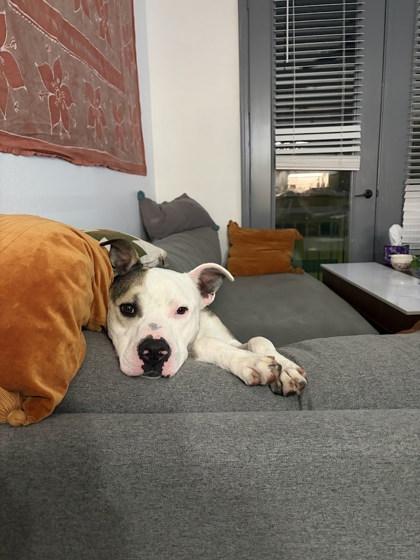 Enlarge Buddy**, a Adoptable mixed breed in San Marcos, TX image 2/3