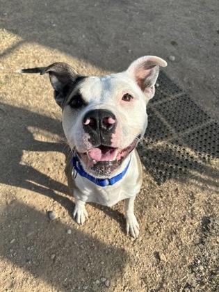 Enlarge Buddy**, a Adoptable mixed breed in San Marcos, TX image 3/3