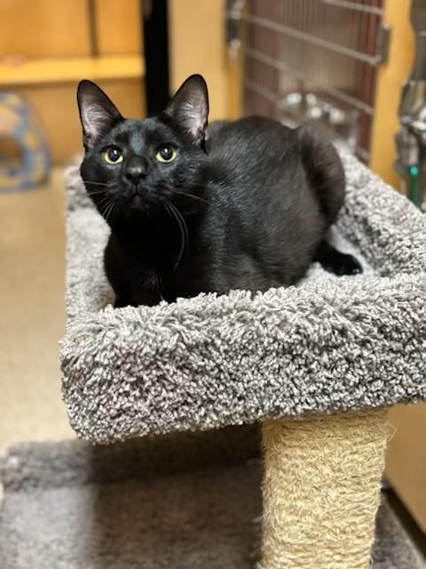 Dusty, Adopted, Adult Male Domestic Short Hair.