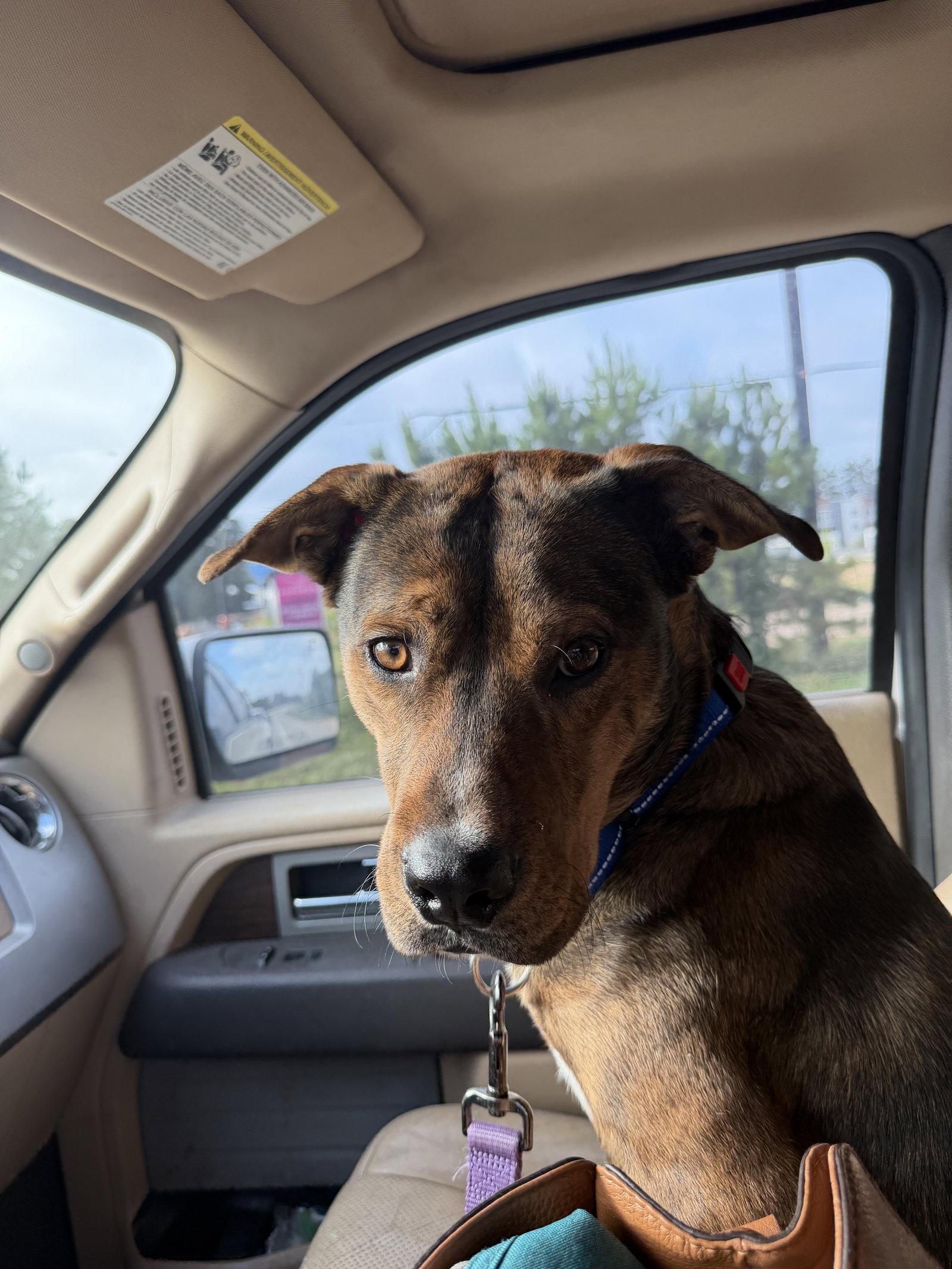 Adam, Adoptable, Adult Male German Shepherd Dog.