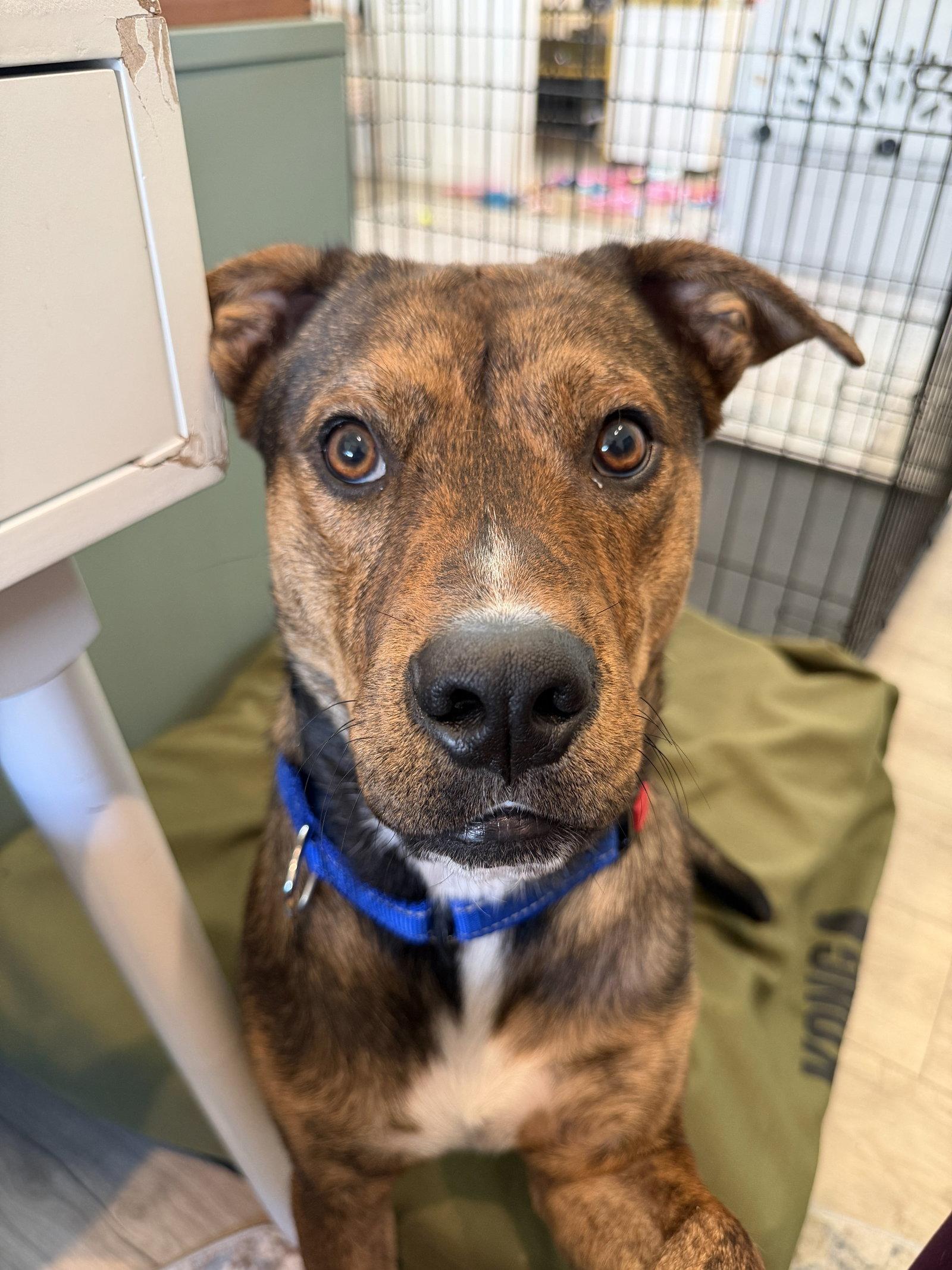 Enlarge Adam, a Adoptable German Shepherd Dog in The Woodlands, TX image 2/3