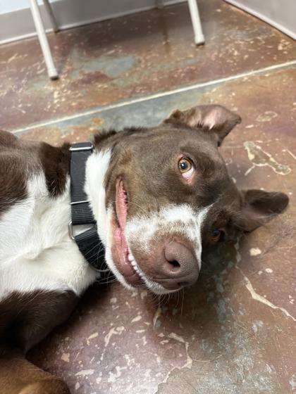 Enlarge Grim, a Adoptable mixed breed in Springfield, MO image 2/3