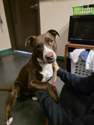 Enlarge Grim, a Adoptable mixed breed in Springfield, MO image 3/3
