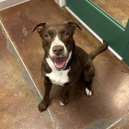Grim, adoptable, Adult Male Terrier & Labrador Retriever.