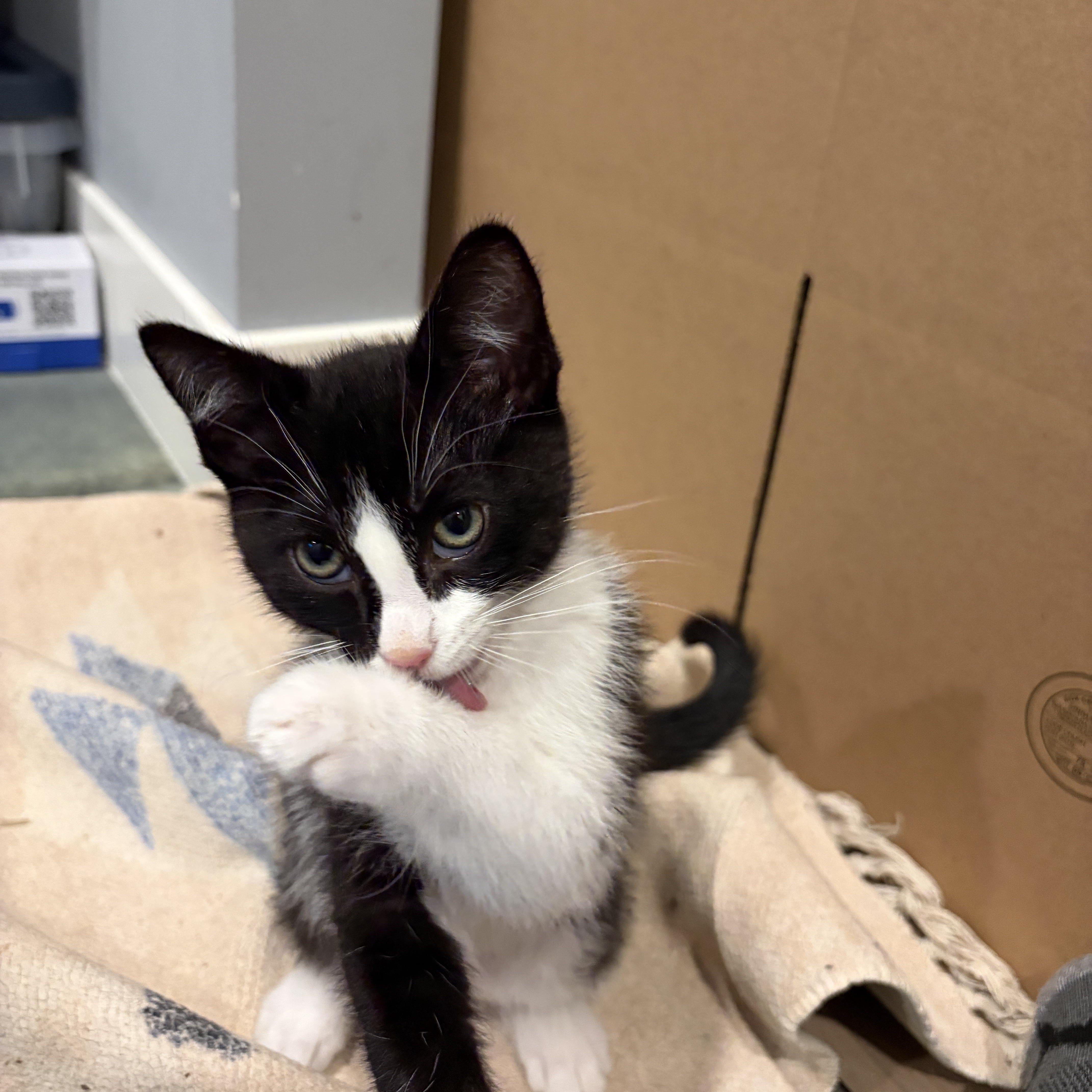 Scout, adopted, Kitten Male Tuxedo.