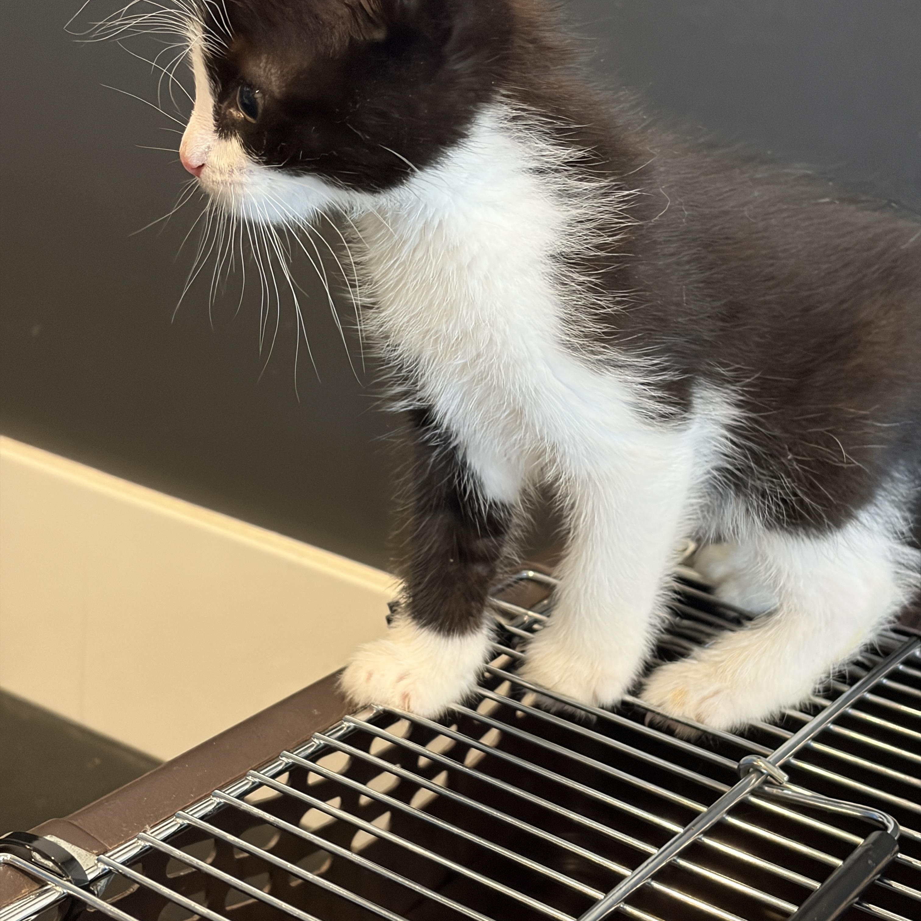 Scout, an adopted Tuxedo in Woodinville, WA image 3/3