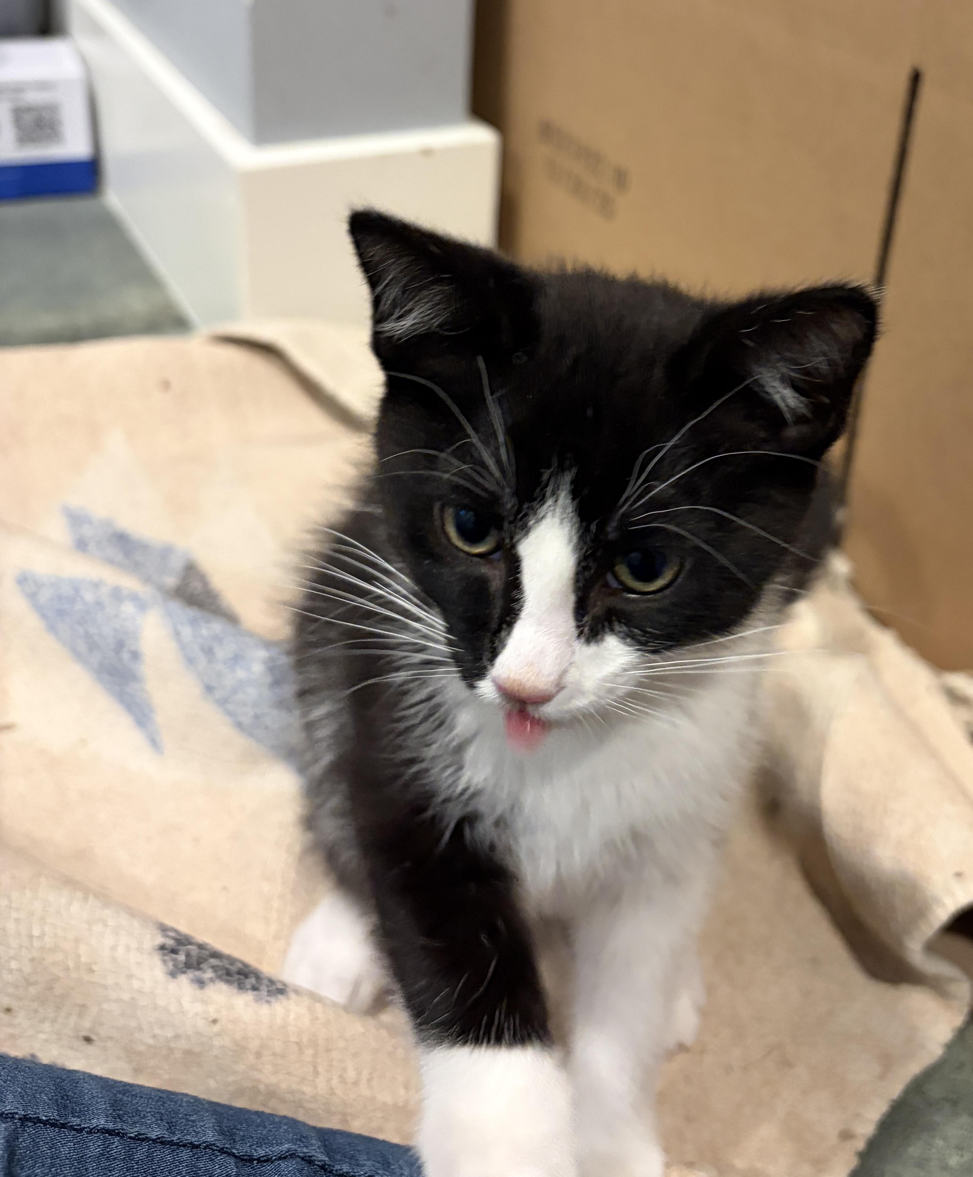 Scout, an adopted Tuxedo in Woodinville, WA image 2/3
