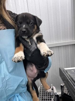 Enlarge Wumpo, an adopted mixed breed in Fresno, CA image 1/2