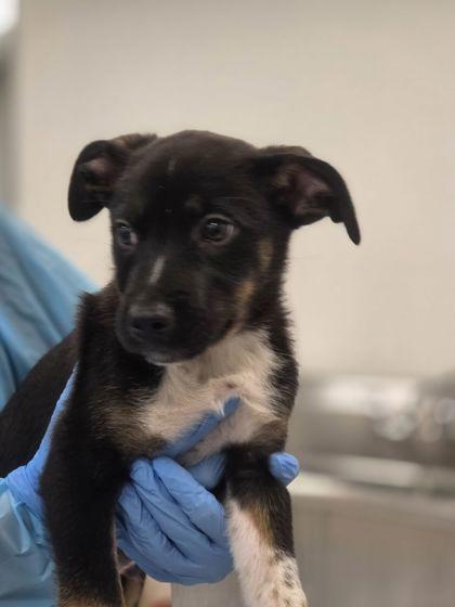 Enlarge Wumpo, an adopted mixed breed in Fresno, CA image 2/2