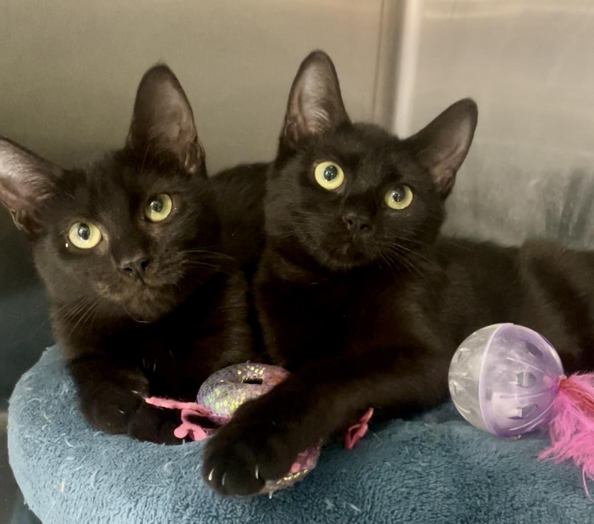 Daisy, Adoptable, Young Female Domestic Short Hair.