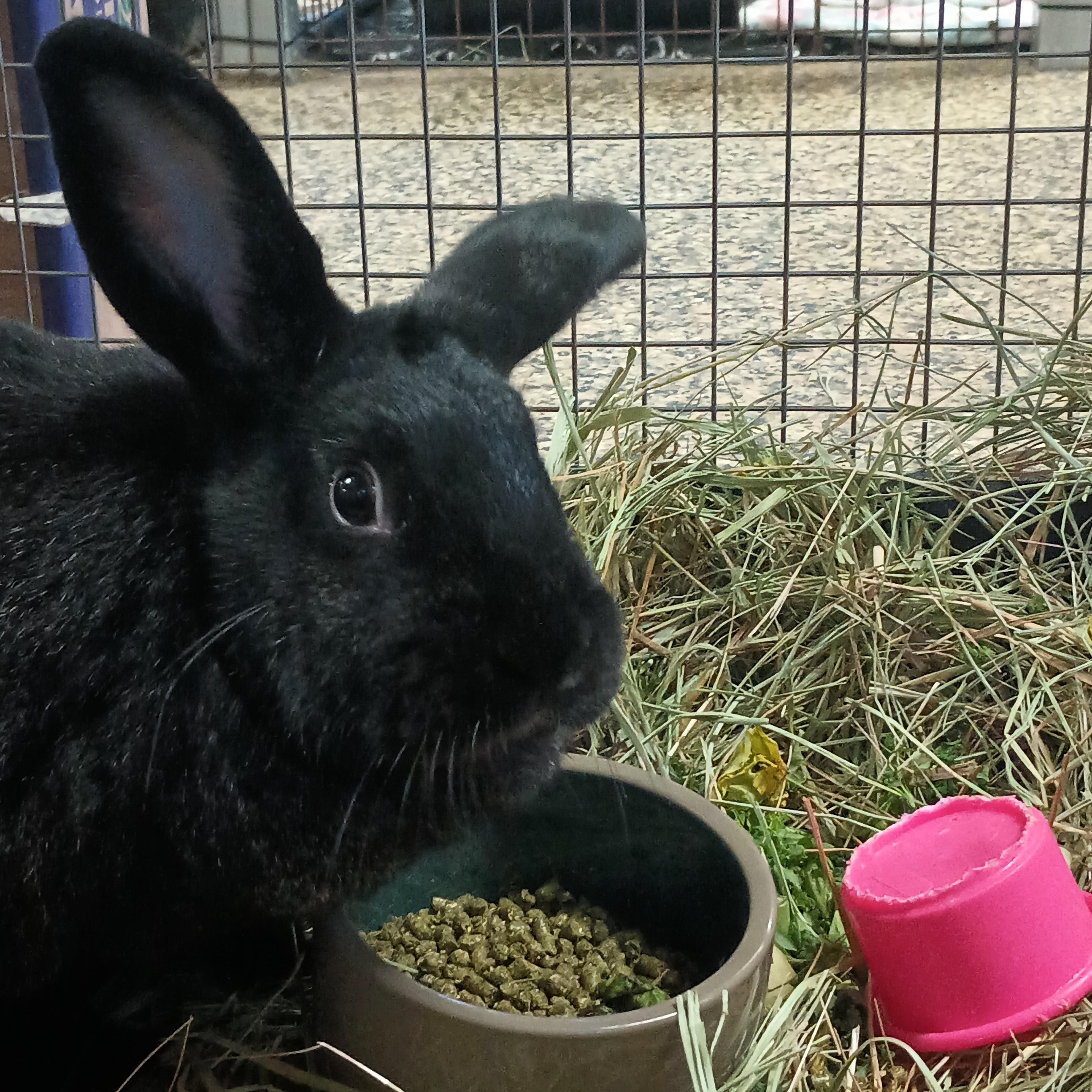 Chex & Ritz, Adoptable, Young Male American.