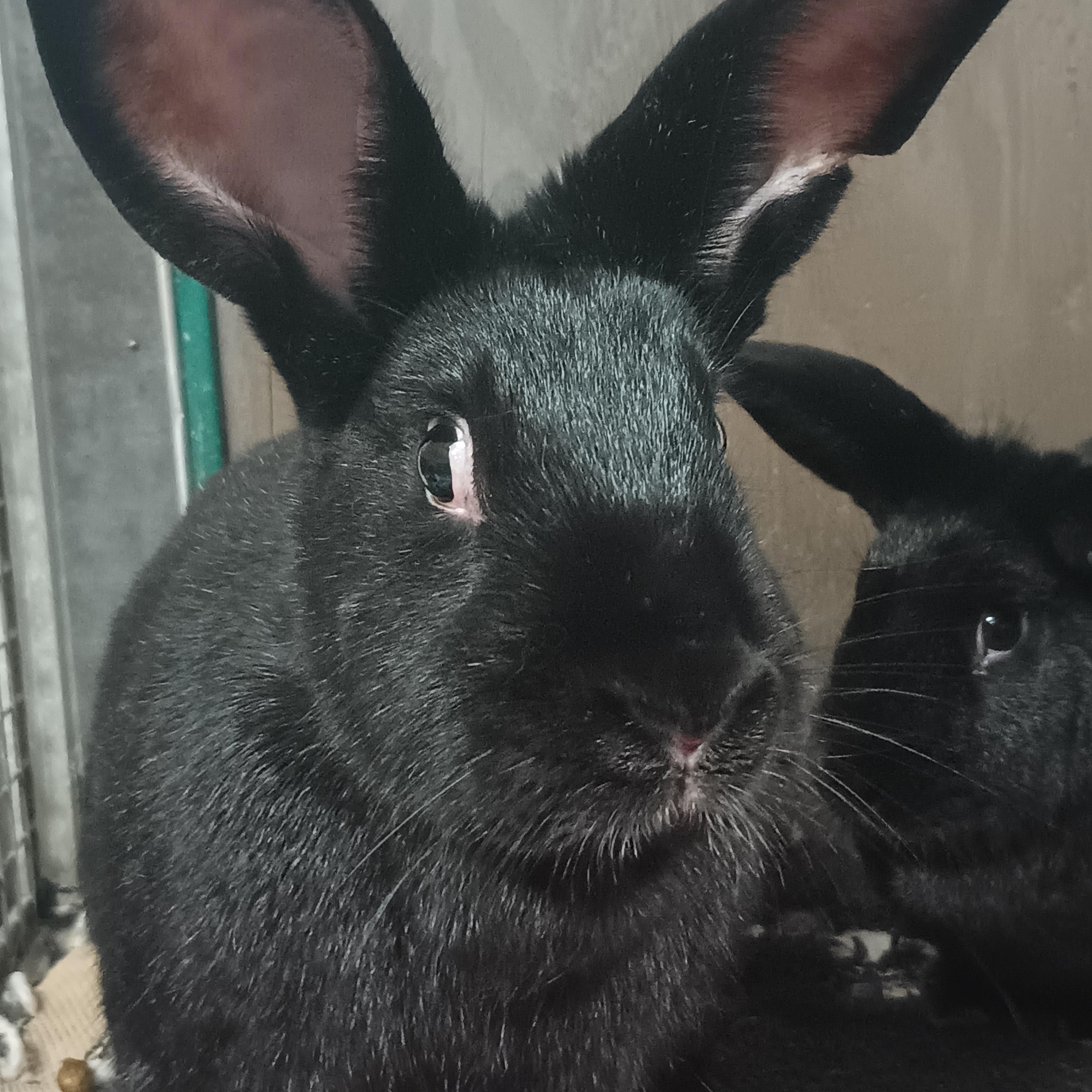 Enlarge Chex & Ritz, a Adoptable American in Gig Harbor, WA image 2/5