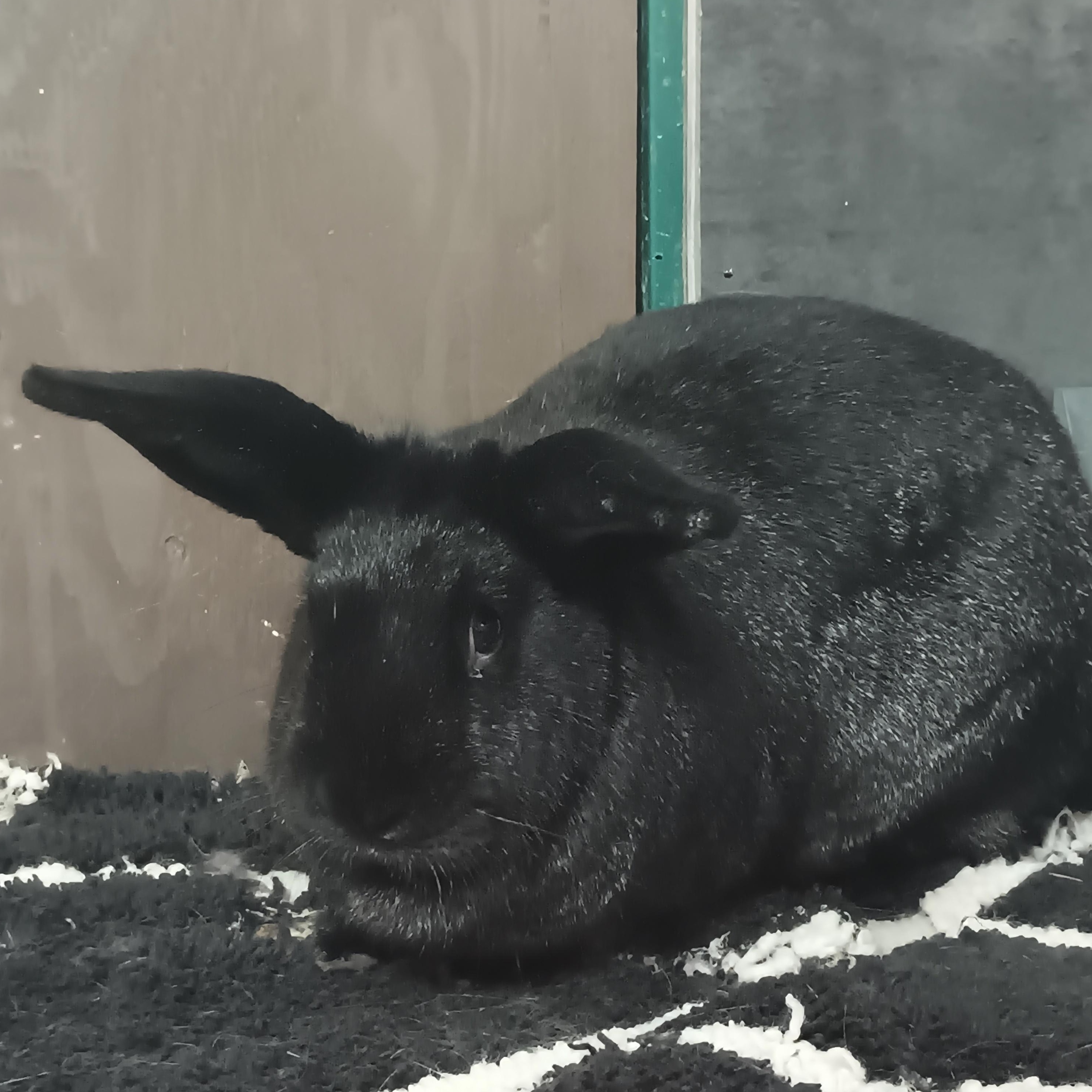 Enlarge Chex & Ritz, a Adoptable American in Gig Harbor, WA image 3/5