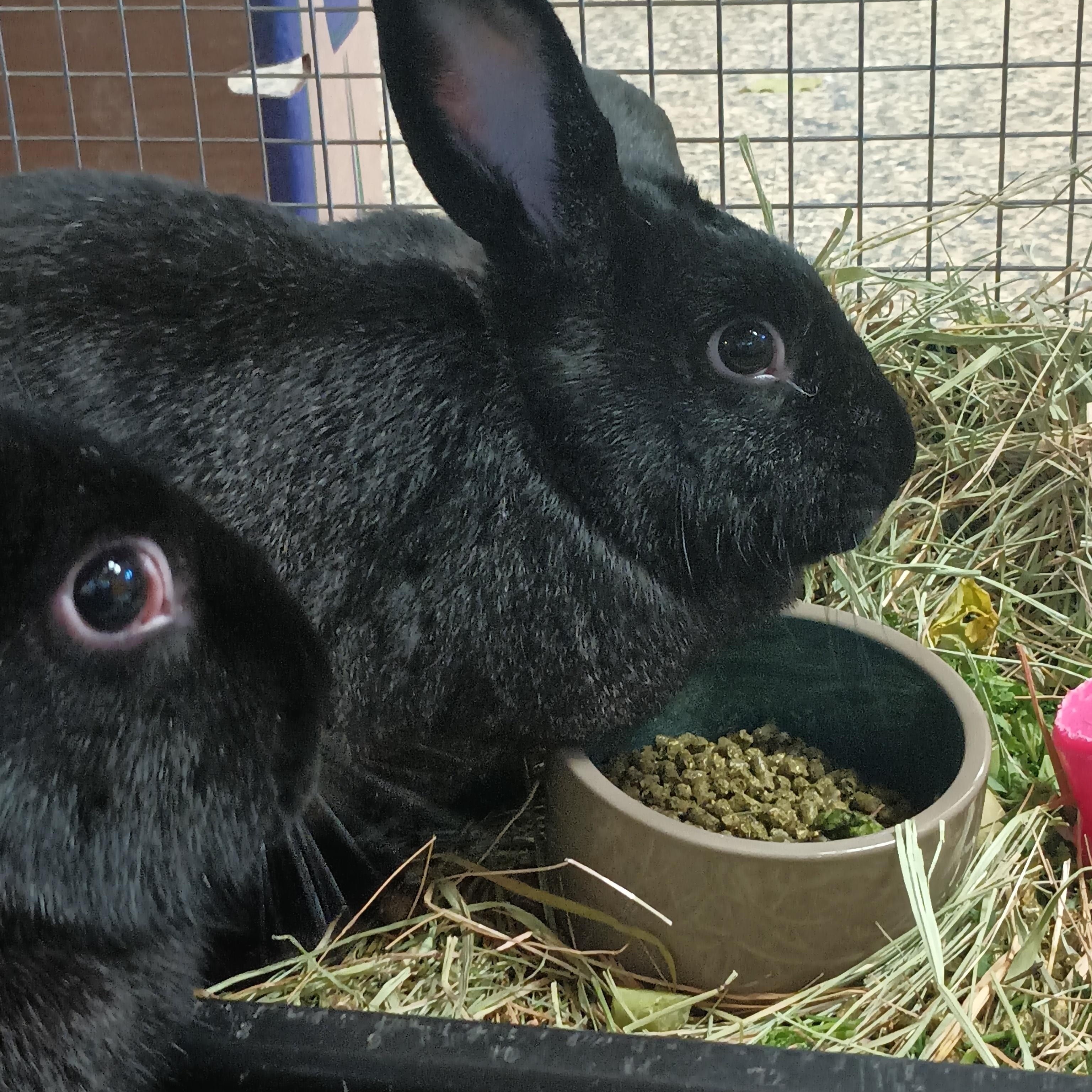 Enlarge Chex & Ritz, a Adoptable American in Gig Harbor, WA image 4/5