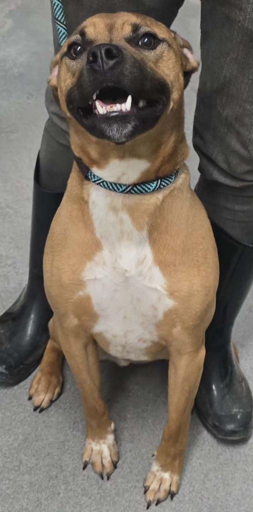 Enlarge Talby, a Adoptable mixed breed in Hillsdale, IN image 1/1