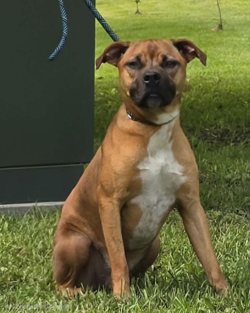 Talby, Adoptable, Young Male Boxer & Mixed Breed.